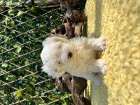 Güzeller Güzeli Maltese Terrier Yavrular