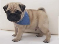 Muhteşem safkan pug yavruları