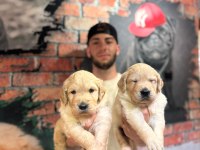 Burkem Den A Kalite Golden Retriever Yavrularımız