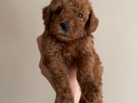 2 aylık safkan toy poodle