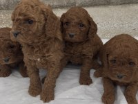 Güzelliğiyle Büyüleyen Red Brown Toy Poodle