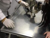 DEPREMZEDE KEDİ