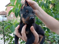 A kalite doberman yavrular