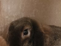 Yavrularıyla Birlikte Çikolata Dişi Mini Lop Tavşanı
