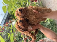 Toy poodle red yavrular