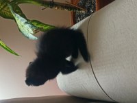 1.5 aylık scottish fold kedisi
