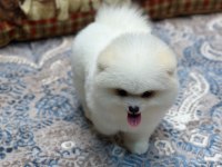 Oyuncak Teddy Pomeranian Boo