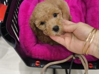3.5 Aylık Safkan Toy Poodle