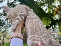Silver Mink Erkek Bengal Kedisi 3 aylık