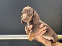 Petmode köpek çiftliğinde ziyarete açık mini dachshund