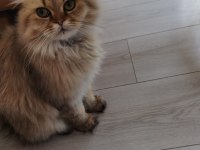 BRİTİSH LONGHAİR KEDİM 1 YAŞINDA
