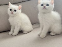 Beyaz british yavrular yeni yuvalarına gitmeye hazır