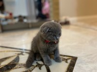 Scottish fold kedimizi sahiplendiriyoruz.