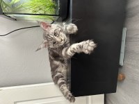 Maine coon yavru