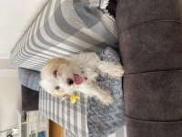 Yavru 3-4 aylık maltipoo