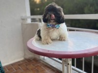 Shih-tzu bebeklerimiz yeni evlerini arıyor (2 adet erkek)