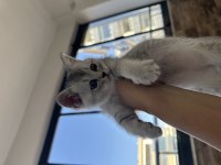 British shorthair yavrularıma yuva arıyorum