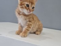 3 tane nur yüzlü tekir yavrularımız