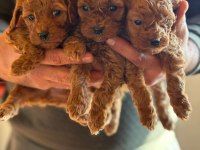 KORE RED POODLE BEBEKLER HAFTAYA HAZIR