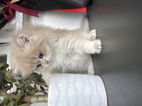 British Longhair Erkek 2 Aylık Kedimiz