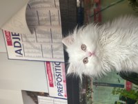 3.5 aylık erkek chinchilla yavrumuz sahiplendirilecektir
