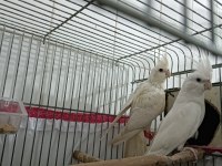 Albino takım sultan papağanı erkeği konuşur
