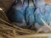 CENNET PAPAĞANI blue personat YAVRULARI