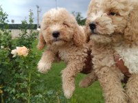 Irk garantili maltipoo yavrular
