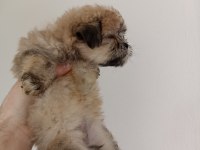 Morkie yavrumuz 1,5 aylık