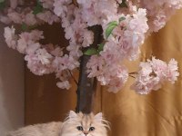 BLH ny11 güzellik yarışmasına hazır british longhair kızımız