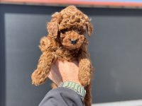 Show kalite redbrown toy  poodle yavrularımız