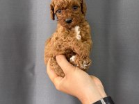 TOY POODLE YAVRULARIMIZ