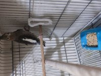 Dişi Grey Sultan Papağanı