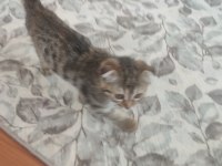 Scottish fold 2 aylık dişi kısır değil