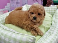 F2 MALTİPOO YAVRULARI
