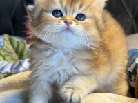 Dünyanın en güzel british longhair kedisi