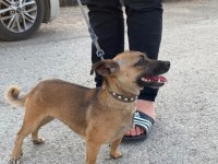 Sosis Süs Köpeği