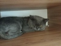 British shorthair kedilerimin hepsini veriyorum