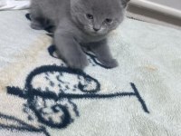 2 aylık orjinal british shorthair yavrularımız