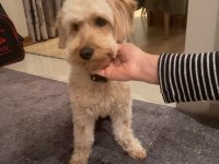 Maltipoo kızım 1.5 yaşında