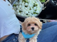Maltipoo Yavrularımız