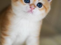 Altın Parlaklığında Golden British Shorthair 