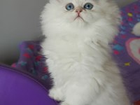 BRİTİSH LONGHAİR YAVRULAR