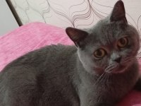 Çok Acil British Shorthair