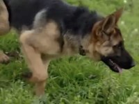 Eğitimli Şahsi Köpeğim