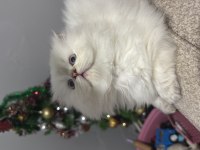 2 aylık british longhair yavrum