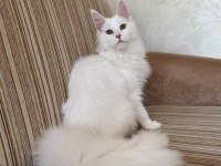Güzeller Güzeli Beyaz Dişi Maine Coon