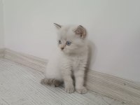 Yavru british shorthair