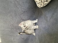 Silver Tekir Yavru Kediler Yuva Arıyor