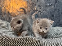 Ömürlük Yuvasını Arayan Sevgi Yumağı Kedimiz